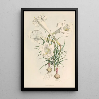 Walter Hood Fitch - Lilium Philipinense.webp