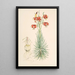 Lilium Pomponium - Walter Hood Fitch — oprawiony obraz na ścianie