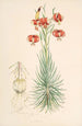 Lilium Pomponium - Walter Hood Fitch — widok dzieła