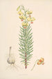 Lilium Pyrenaicum - Walter Hood Fitch — widok dzieła