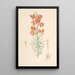 Lilium Tenuifolium - Walter Hood Fitch — oprawiony obraz na ścianie