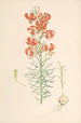 Lilium Tenuifolium - Walter Hood Fitch — widok dzieła
