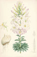 Lilium Washingtonianum - Walter Hood Fitch — widok dzieła