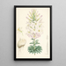 Lilium Washingtonianum - Walter Hood Fitch — oprawiony obraz na ścianie