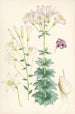 Lilium Washingtonianum var purpureum - Walter Hood Fitch — widok dzieła