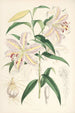 Lilium auratum - Walter Hood Fitch — widok dzieła