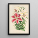 Lilium auratum var Parkmanm - Walter Hood Fitch — oprawiony obraz na ścianie