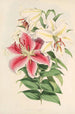 Lilium auratum var Parkmanm - Walter Hood Fitch — widok dzieła