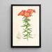 Lilium bulbiferum - Walter Hood Fitch — oprawiony obraz na ścianie