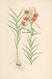 Lilium callosum - Walter Hood Fitch — widok dzieła
