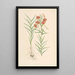 Lilium callosum - Walter Hood Fitch — oprawiony obraz na ścianie