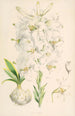 Lilium candidum - Walter Hood Fitch — widok dzieła