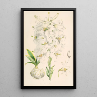 Walter Hood Fitch - Lilium candidum.webp