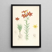 Lilium concolor - Walter Hood Fitch — oprawiony obraz na ścianie