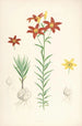 Lilium concolor - Walter Hood Fitch — widok dzieła