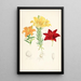 Lilium elegans var alutaceum - Walter Hood Fitch — oprawiony obraz na ścianie