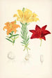 Lilium elegans var alutaceum - Walter Hood Fitch — widok dzieła