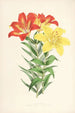 Lilium elegans var incomparabile - Walter Hood Fitch — widok dzieła