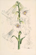 Lilium giganteum - Walter Hood Fitch — widok dzieła