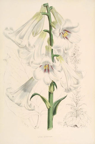 Walter Hood Fitch - Lilium giganteum.webp