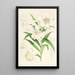 Lilium lingiflorium - Walter Hood Fitch — oprawiony obraz na ścianie