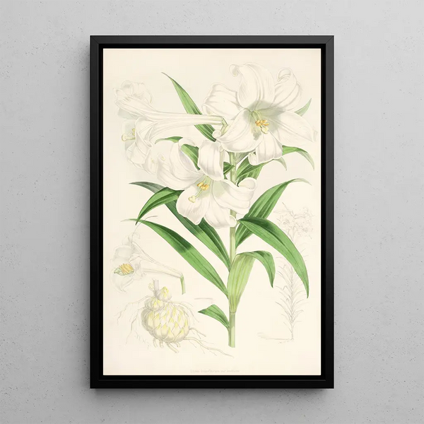 Walter Hood Fitch - Lilium lingiflorium.webp