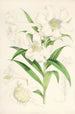 Lilium lingiflorium - Walter Hood Fitch — widok dzieła