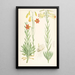 Lilium maritimum - Walter Hood Fitch — oprawiony obraz na ścianie