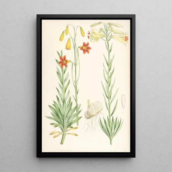 Walter Hood Fitch - Lilium maritimum.webp