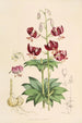 Lilium martagon var dalmaticum - Walter Hood Fitch — widok dzieła