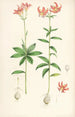 Lilium medeoloides - Walter Hood Fitch — widok dzieła