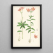 Lilium medeoloides - Walter Hood Fitch — oprawiony obraz na ścianie