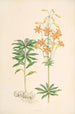 Lilium parvum - Walter Hood Fitch — widok dzieła