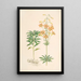 Lilium parvum - Walter Hood Fitch — oprawiony obraz na ścianie