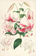 Lilium speciosum - Walter Hood Fitch — widok dzieła