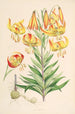Lilium superbum - Walter Hood Fitch — widok dzieła