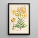 Lilium superbum - Walter Hood Fitch — oprawiony obraz na ścianie