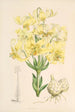Lilium testaceum - Walter Hood Fitch — widok dzieła