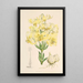 Lilium testaceum - Walter Hood Fitch — oprawiony obraz na ścianie