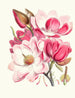 Magnolia campbellii Hf et T Roślina kwitnąca - Walter Hood Fitch — widok dzieła