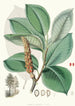 Magnolia Campbellii Hf et T roślina owocowa w liściu - Walter Hood Fitch — widok dzieła