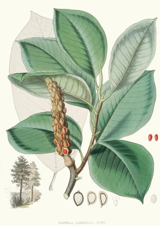 Walter Hood Fitch - Magnolia Campbellii Hf et T Fruiting plant in foliage.webp