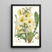 Meconopsis Nepalensis dc - Walter Hood Fitch — oprawiony obraz na ścianie