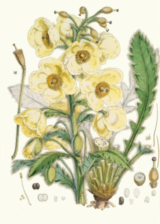 Walter Hood Fitch - Meconopsis Nepalensis dc.webp