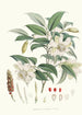 Michelia Cathcartii Hf et T - Walter Hood Fitch — widok dzieła