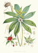 Paris Polyphylla Smit - Walter Hood Fitch — widok dzieła