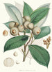 Quercus Lamellosa Ham - Walter Hood Fitch — widok dzieła