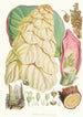 Rheum Nobile Hfand T - Walter Hood Fitch — widok dzieła