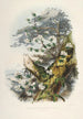 Les Rhododendrons de l'Himalaya de Sikkim Pl01 - Walter Hood Fitch — widok dzieła