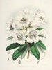 Les Rhododendrons du Sikkim Himalaya Pl02 - Walter Hood Fitch — widok dzieła